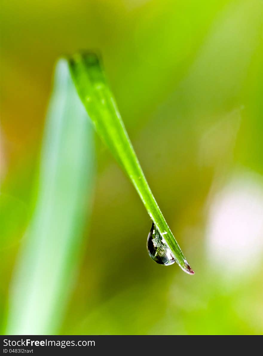 Grass Raindrops