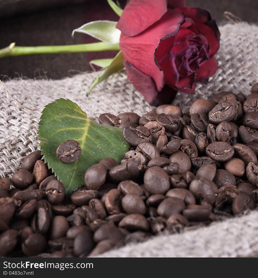 Close up photo of red rose on coffee beans