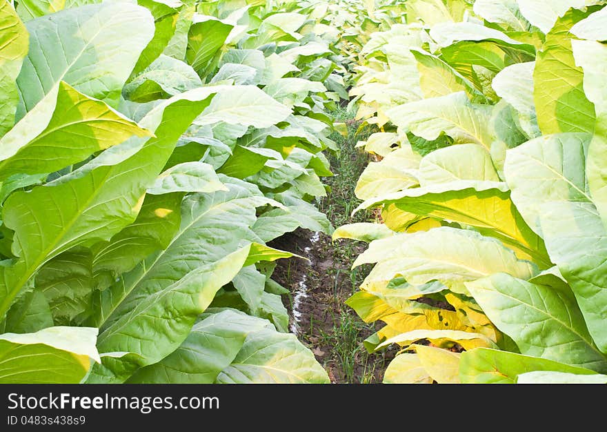 Tobacco Plants