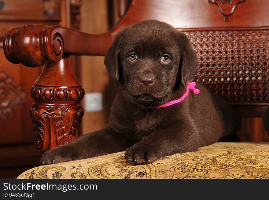 Two month old labrador puppy lying on classic chair and looking at camera. Two month old labrador puppy lying on classic chair and looking at camera