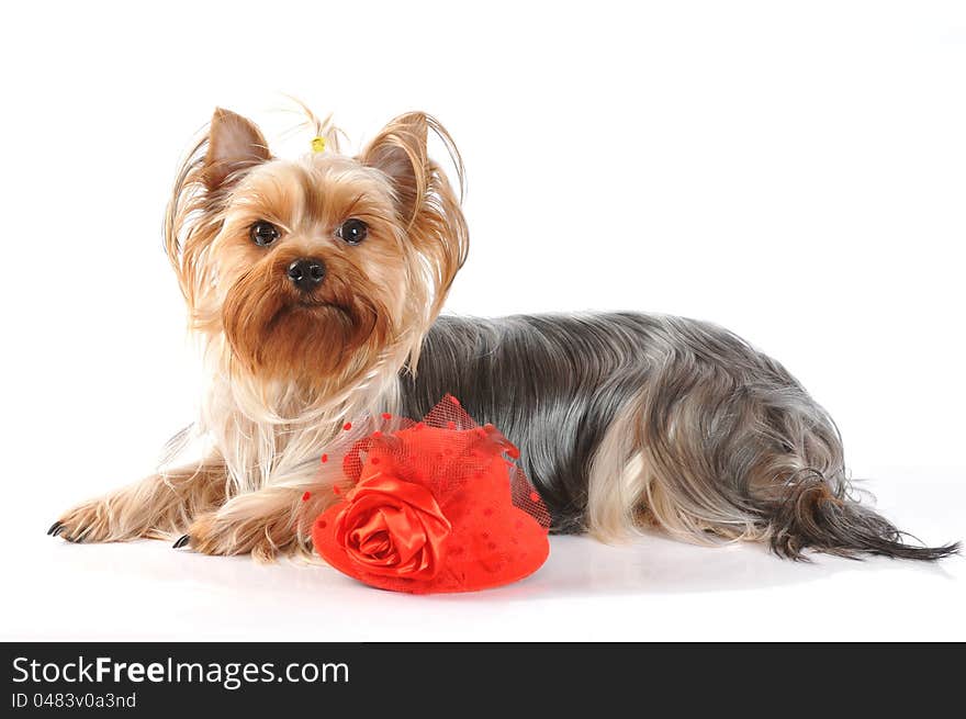 Cute Yorkshire Terrier With Red Hat