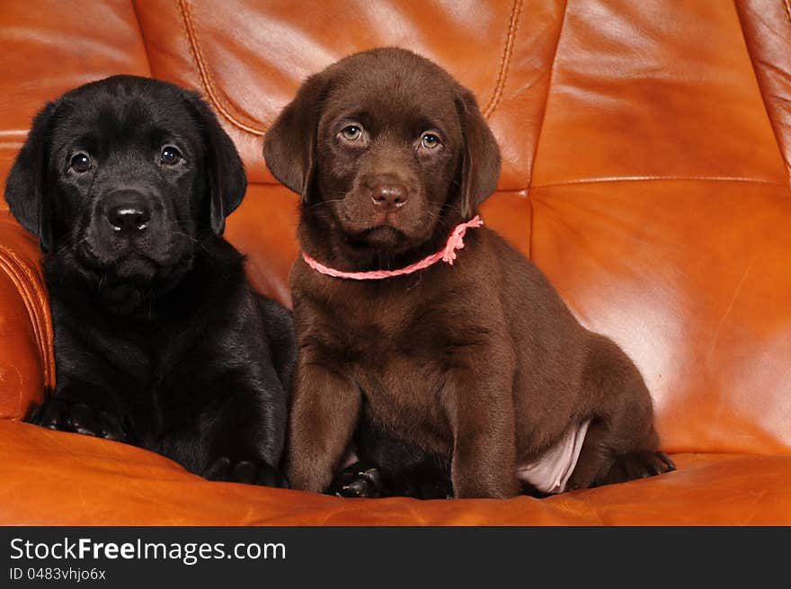 Two labrador puppies: black and brown, sit on orange leather sofa and looking at camera. There is a space for the text. Two labrador puppies: black and brown, sit on orange leather sofa and looking at camera. There is a space for the text.