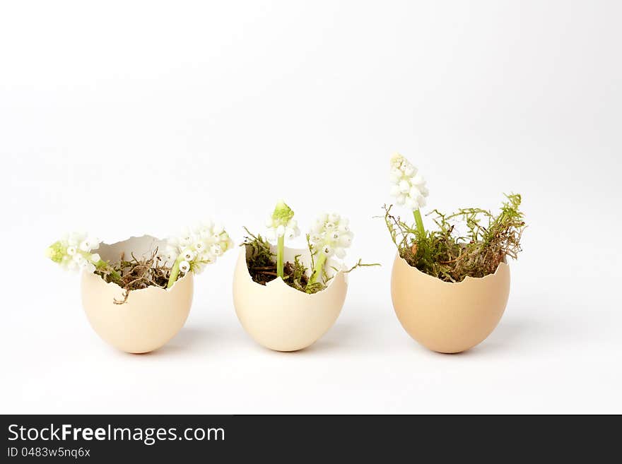 Three broken eggs filled with moss and white grape hyacinths. Three broken eggs filled with moss and white grape hyacinths