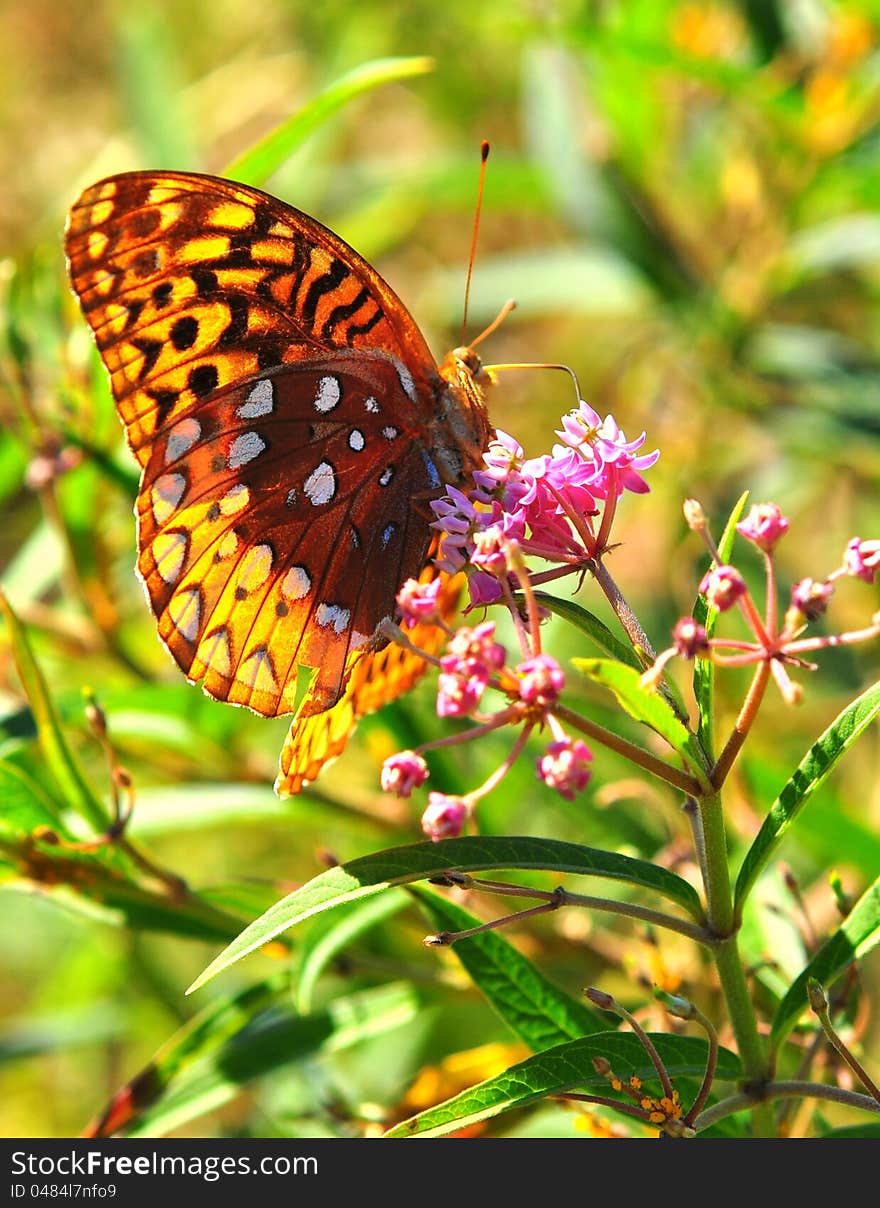 A butterfly feeding on flower nectar on a sunny day