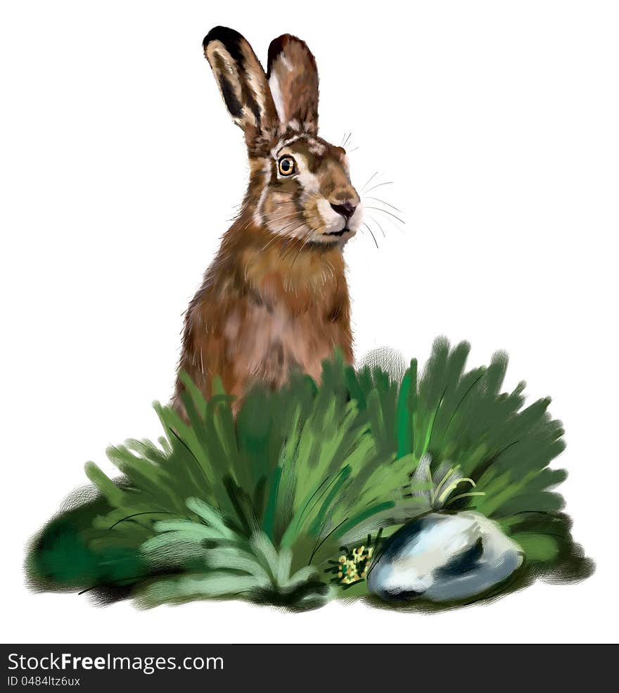 Hare in the grass