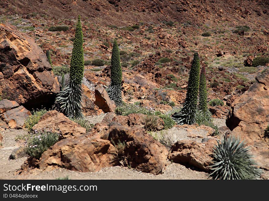 The endemic Echium Wildpretii of the island of Ten