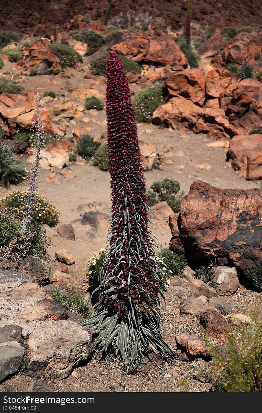 The endemic Echium Wildpretii of the island of Ten