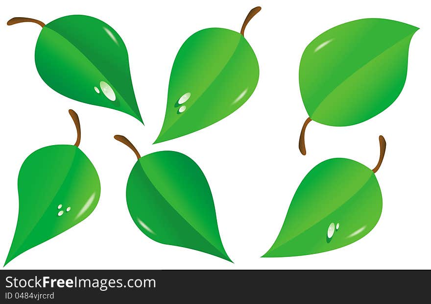 Vector illustration of green leave on white background.