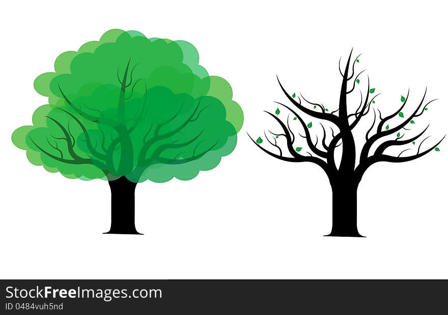 Vector illustration of two spring or summer trees . Vector illustration of two spring or summer trees .