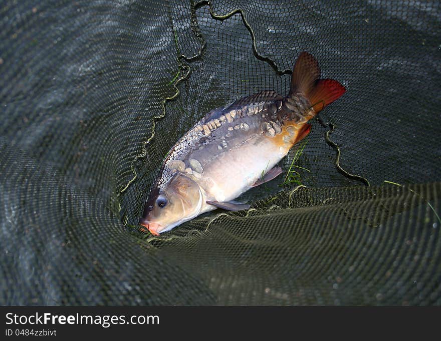 Fish in landing-net