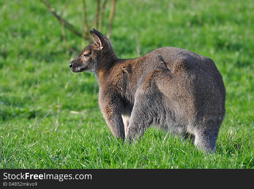 Kangaroo On A Grass