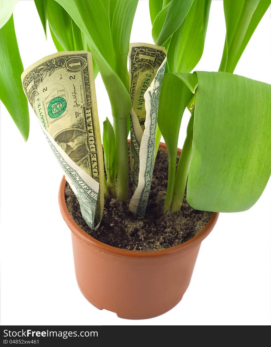 Money banknotes growing in flowerpot isolated on white background. Money banknotes growing in flowerpot isolated on white background.