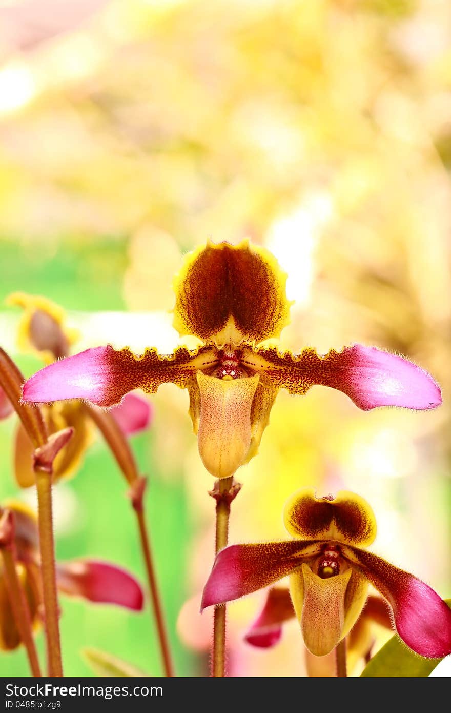 Orchid flowers