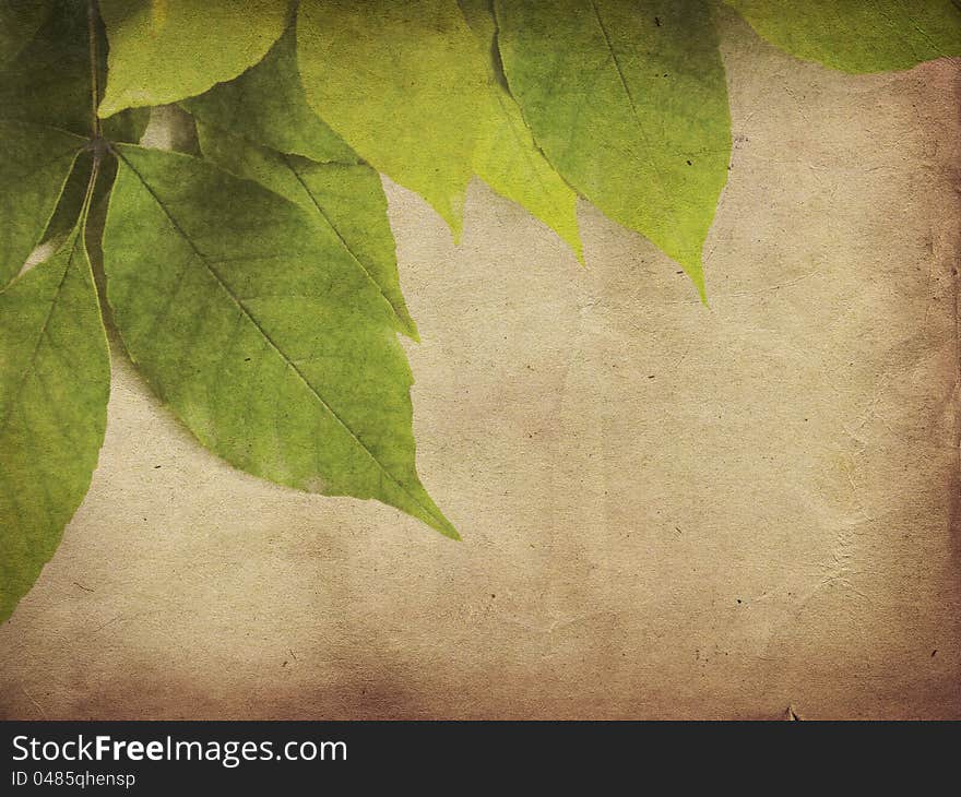 Green leaves on old grunge antique paper texture. Green leaves on old grunge antique paper texture