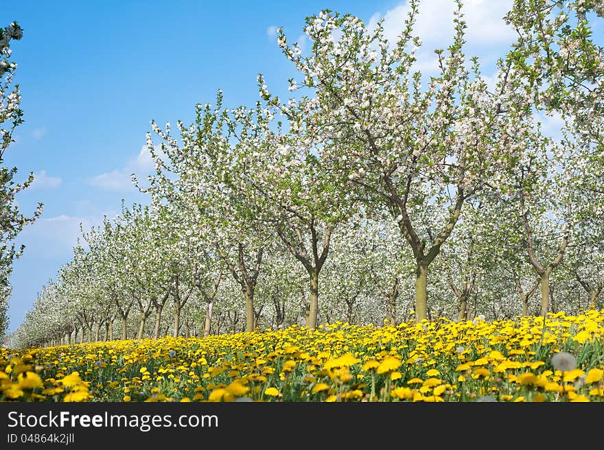 Blossoming apple orchard in spring