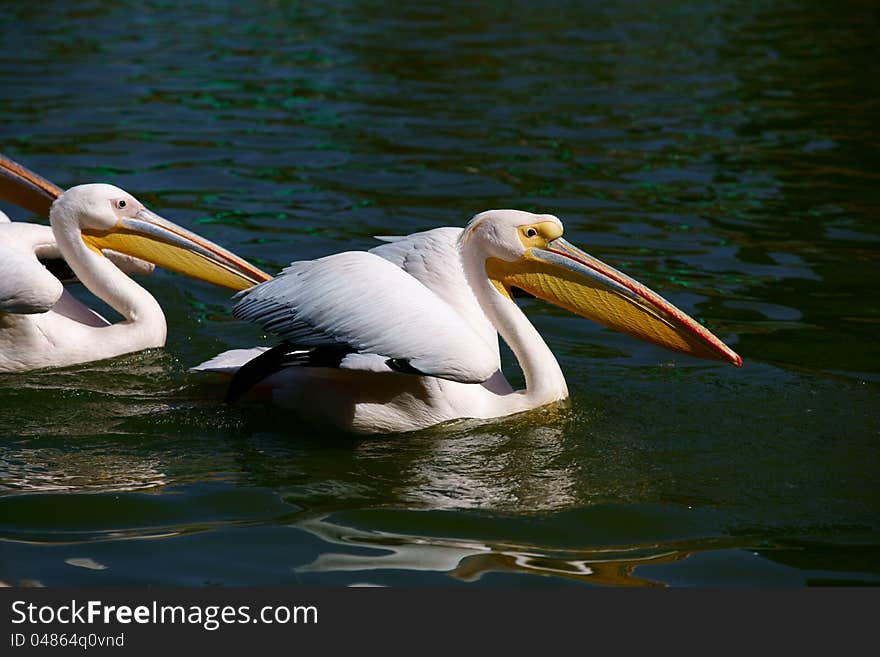 The Great White Pelican, Pelecanus onocrotalus also known as the Eastern White Pelican or White Pelican is a bird in the pelican family. It breeds from southeastern Europe through Asia and in Africa in swamps and shallow lakes.