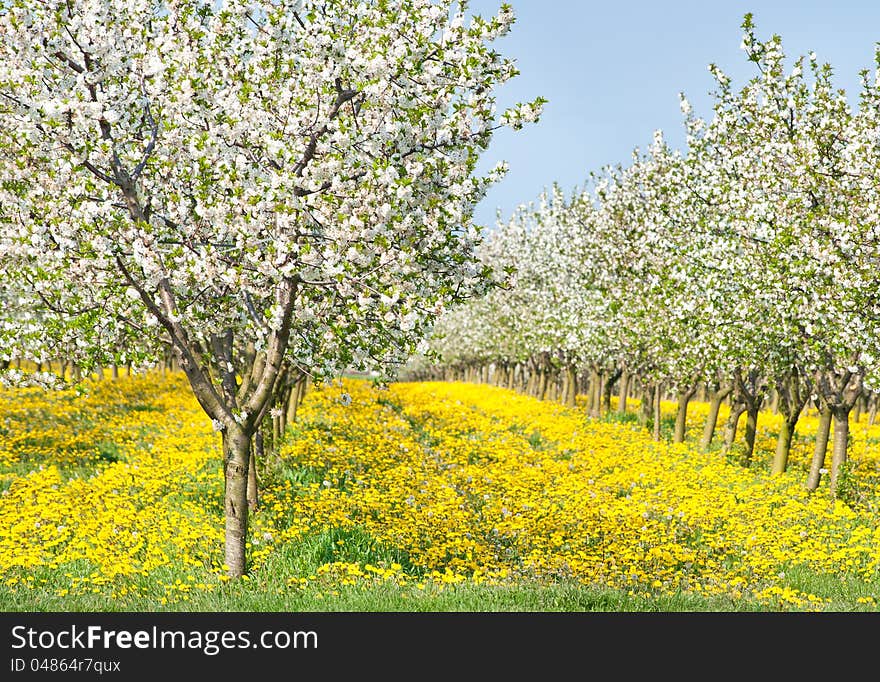 Blossoming apple orchard in spring