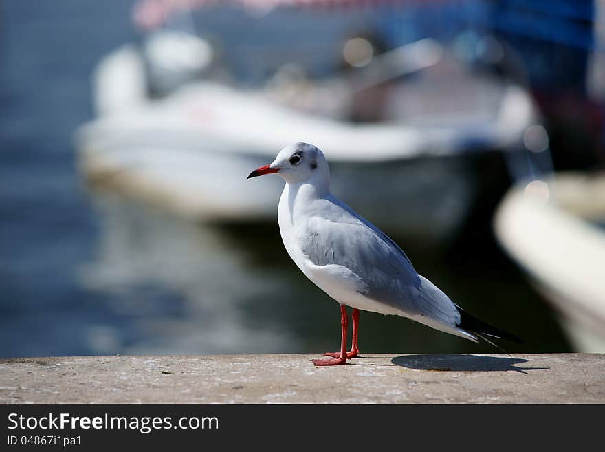 Thousands of Black—headed Gulls fly from Russia to the city of Kunming,yunnan,China in the winnter. Thousands of Black—headed Gulls fly from Russia to the city of Kunming,yunnan,China in the winnter.