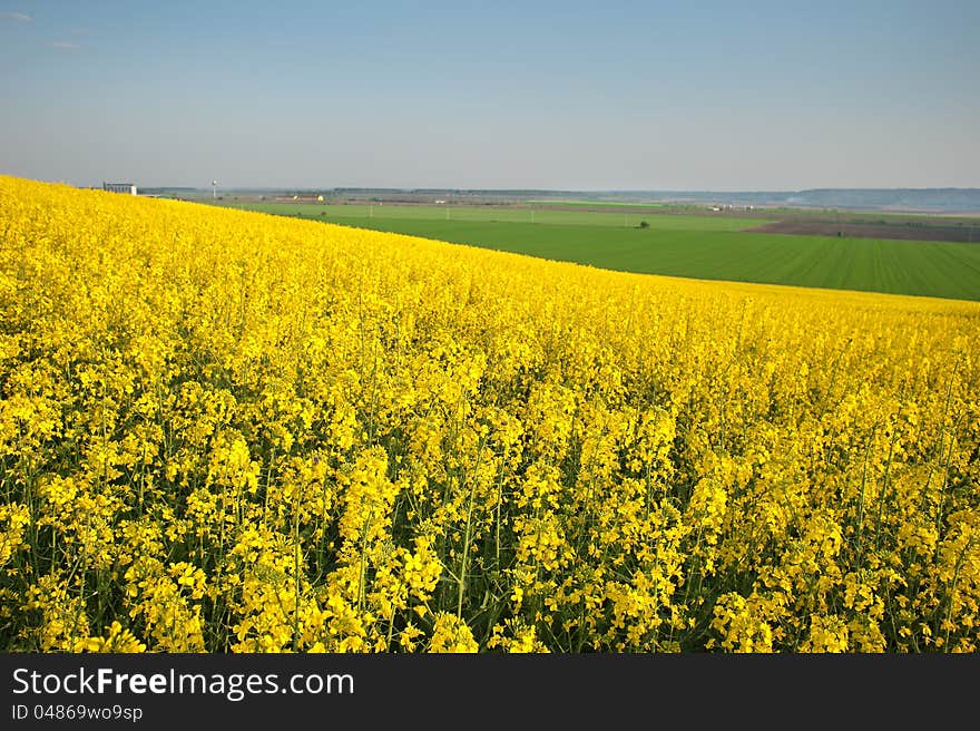 Rapeseed in bloom