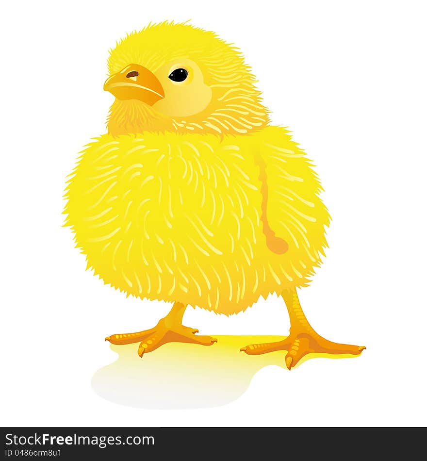 Newborn yellow chick