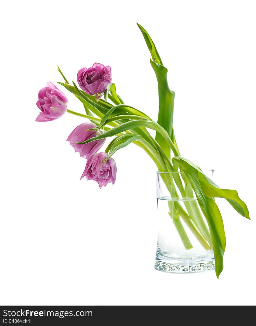 Pink tulips in glass vase on white background. Pink tulips in glass vase on white background