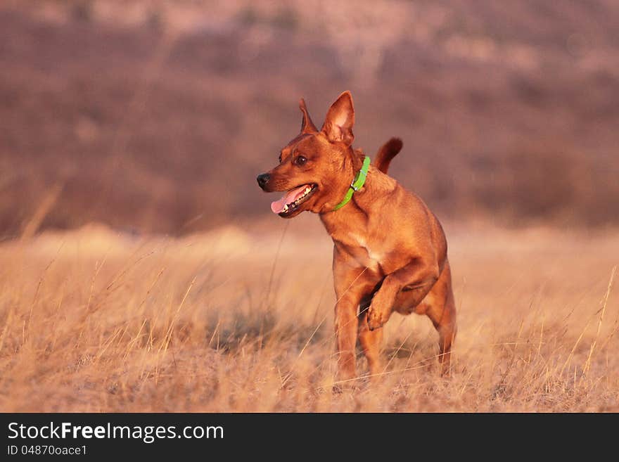 Running dog