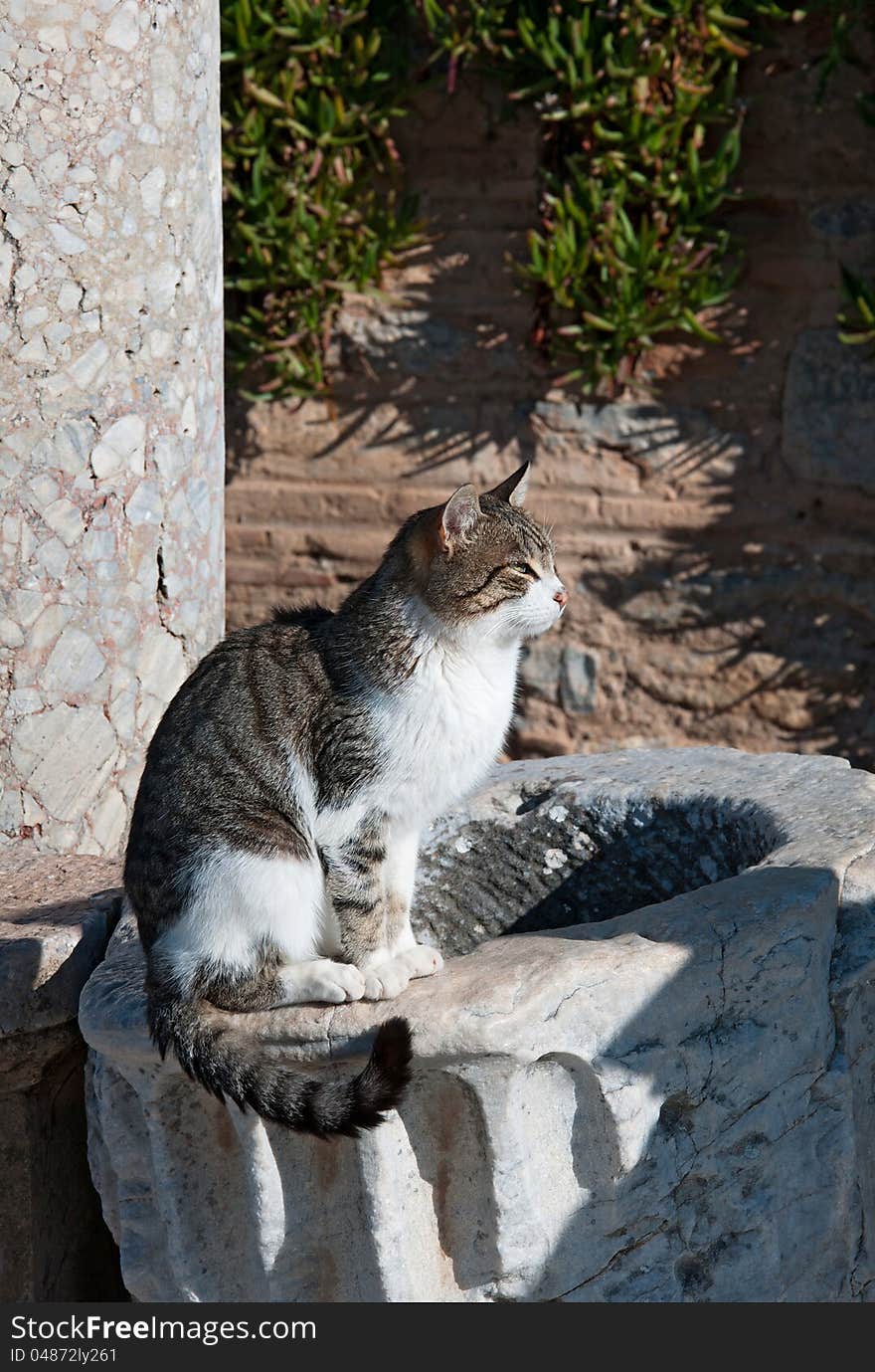 A cat watching a sunset in an antique town. A cat watching a sunset in an antique town