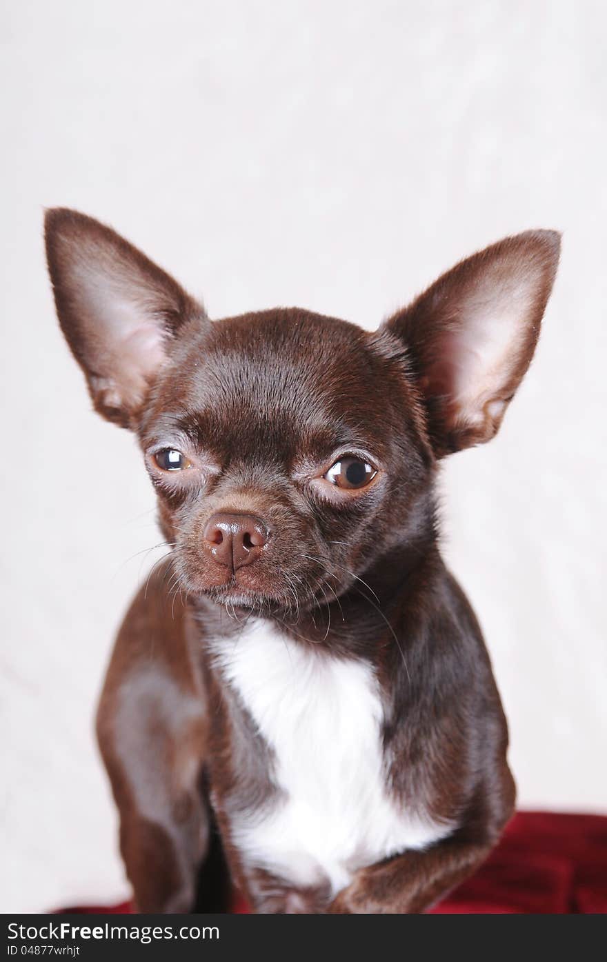 Brown chihuahua portrait that suspend you.