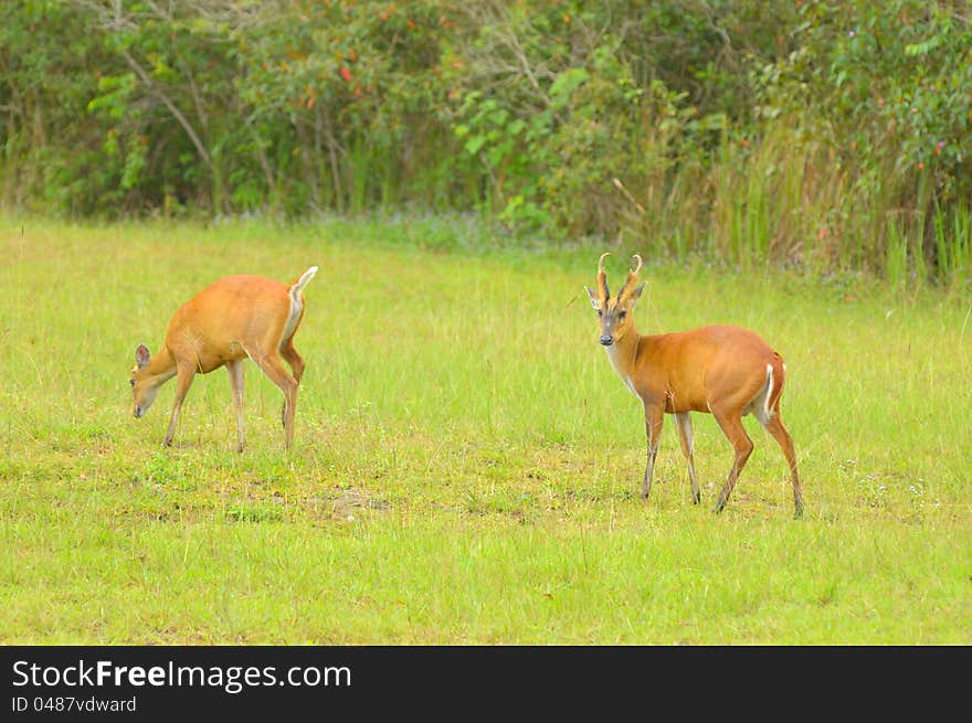 Dual deers.