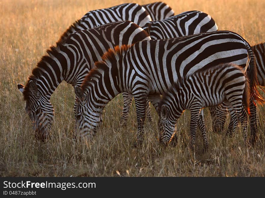 Zebra can eat the dry grasses on the plains, whereas the Wildebeest prefer the juicier grasses underneath. That is one of the reasons they migrate together. Zebra can eat the dry grasses on the plains, whereas the Wildebeest prefer the juicier grasses underneath. That is one of the reasons they migrate together