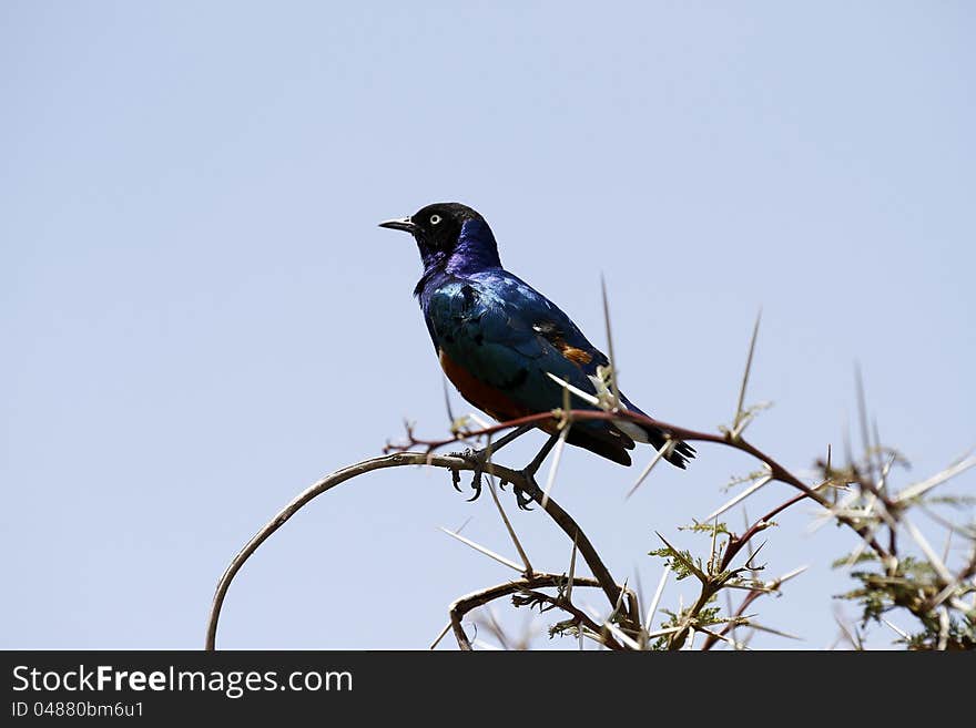 Superb Starlings have iridescent feathers and are common residents in Tanzania