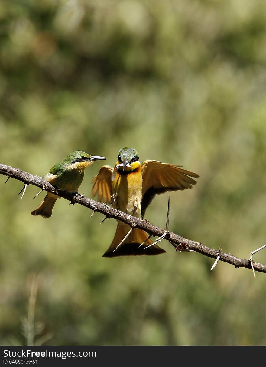 Little Bee-eater feeding her recently fledged chick. Little Bee-eater feeding her recently fledged chick