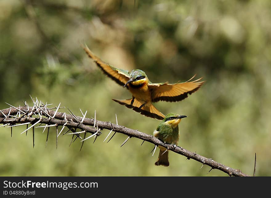 Feeding Little Bee-eaters II