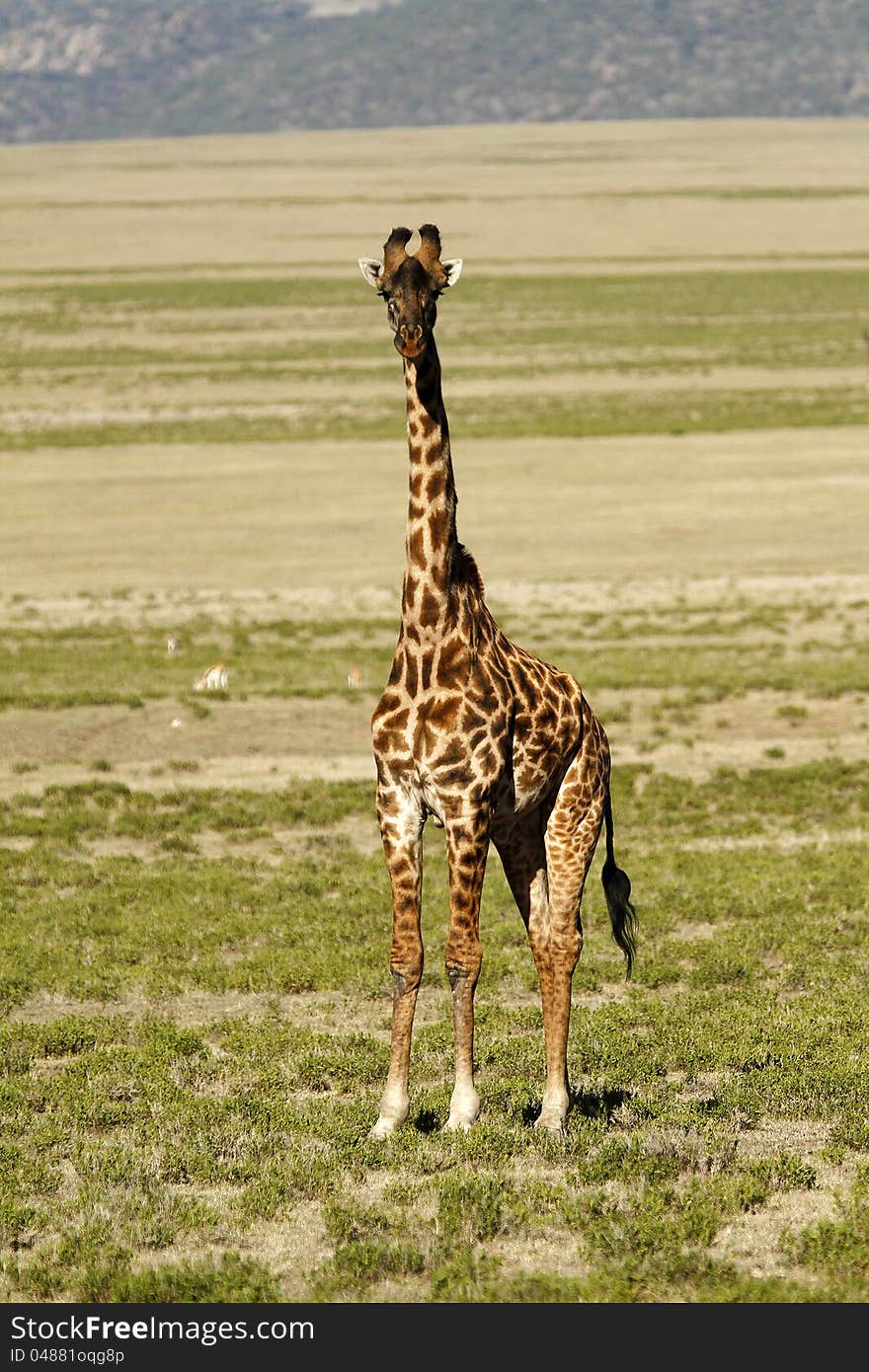 Male Maasai Giraffe