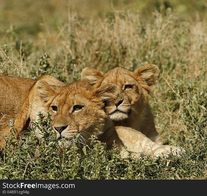 Lion cub twins watching and waiting on the Serengeti plains for dinner. Lion cub twins watching and waiting on the Serengeti plains for dinner