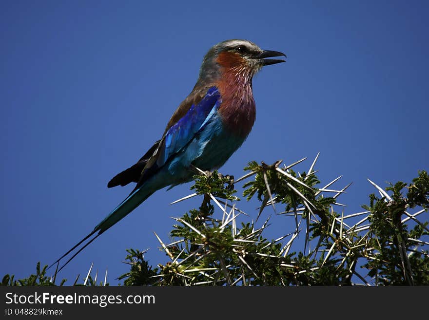 Lilac-breasted Roller, the National Bird of Botswana. Lilac-breasted Roller, the National Bird of Botswana