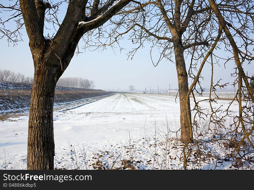 Trees In The Snow