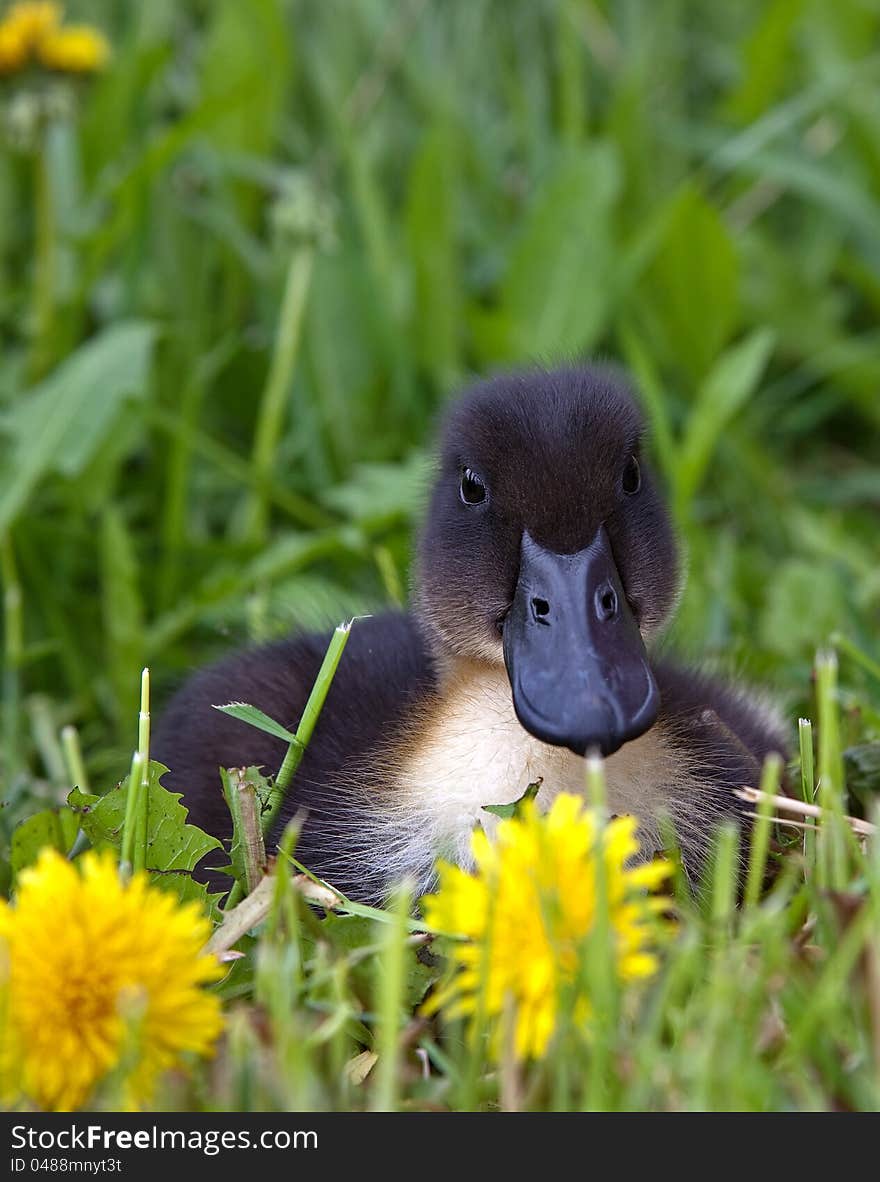 Blue Swede Duck