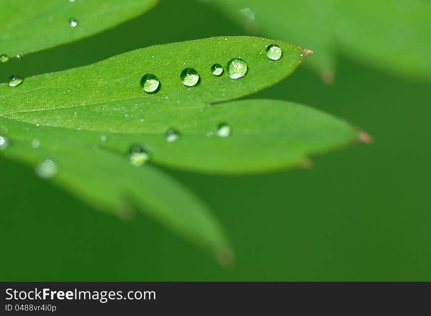 Water drops on green leaf, close up. Water drops on green leaf, close up