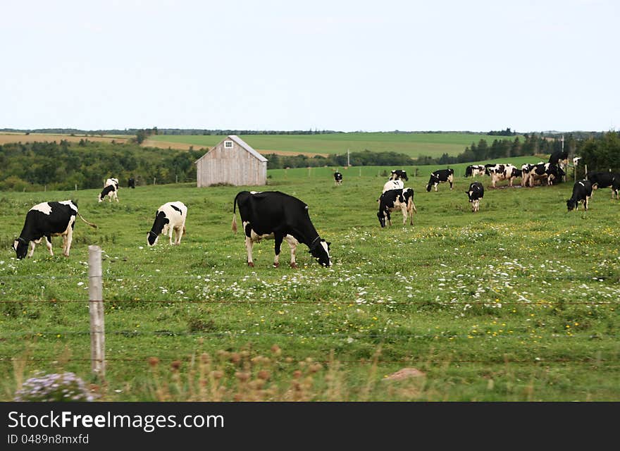 A group of grazing cows on the farmland with a barn in the background,P.E.I,Canada