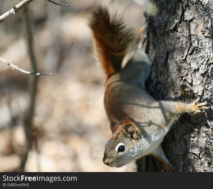 A squirrel climbing down the tree in the sunlight