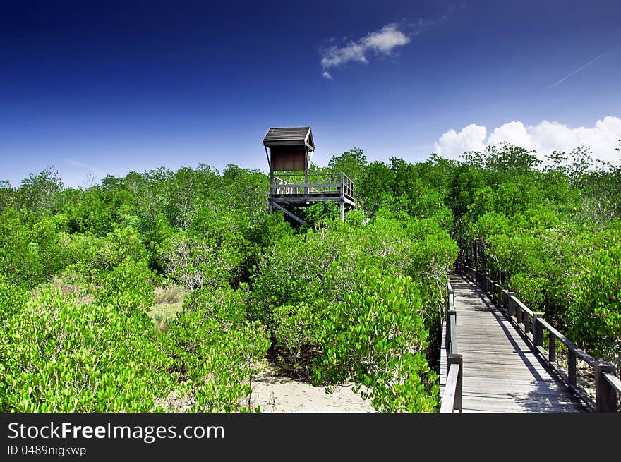 Mangrove forest at Prachuap Khiri Khan thailand