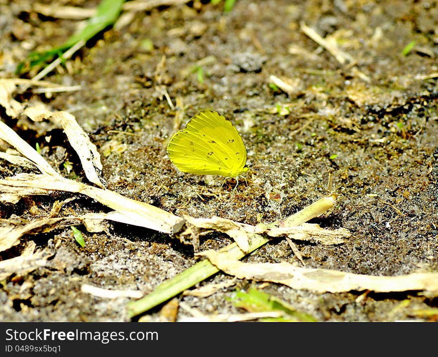 Yellow butterfly