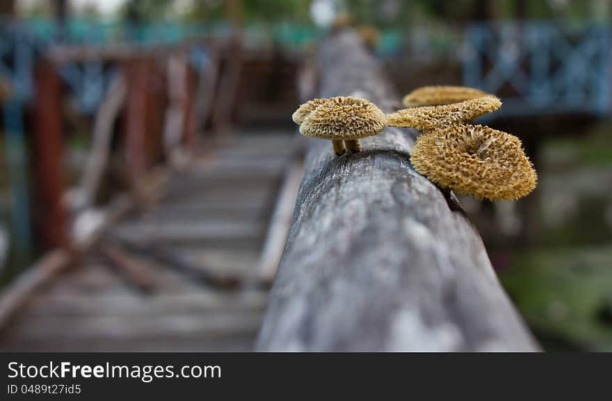 Toadstool on the old wooden bridge. Toadstool on the old wooden bridge.