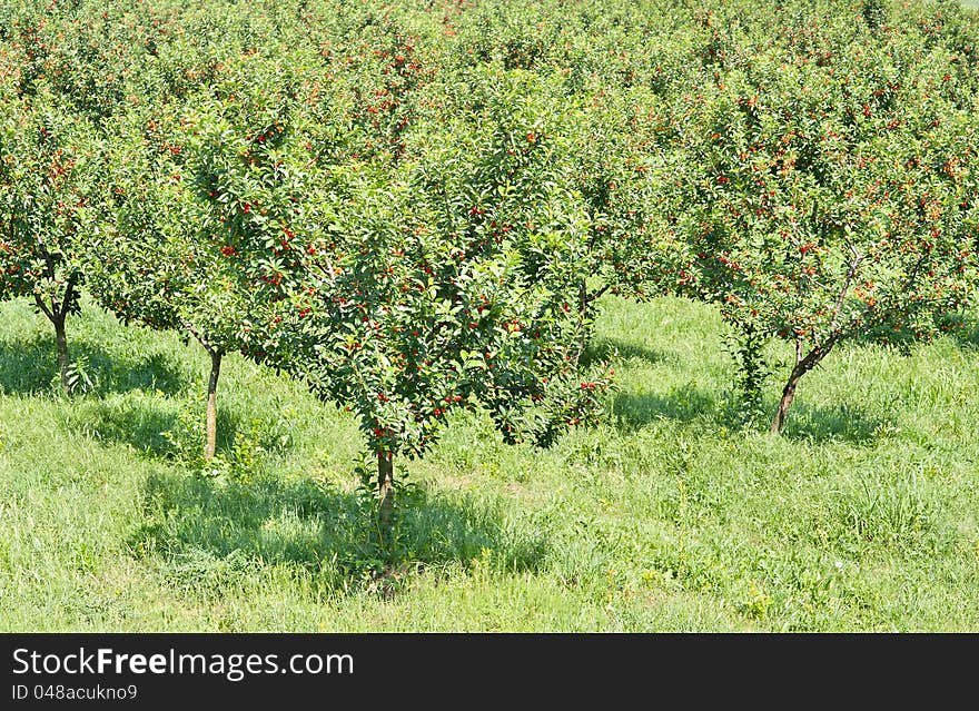 Cherries orchard