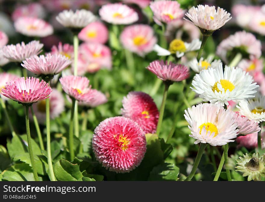 Small garden chrysanthemums flowers as floral background. Small garden chrysanthemums flowers as floral background