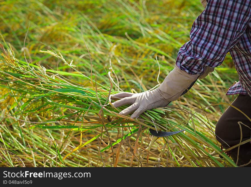 Farmer