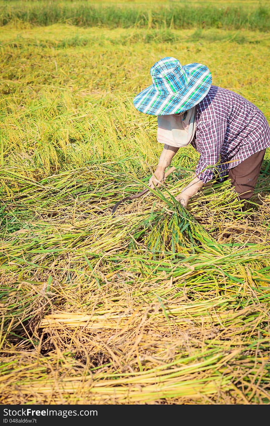 Farmer