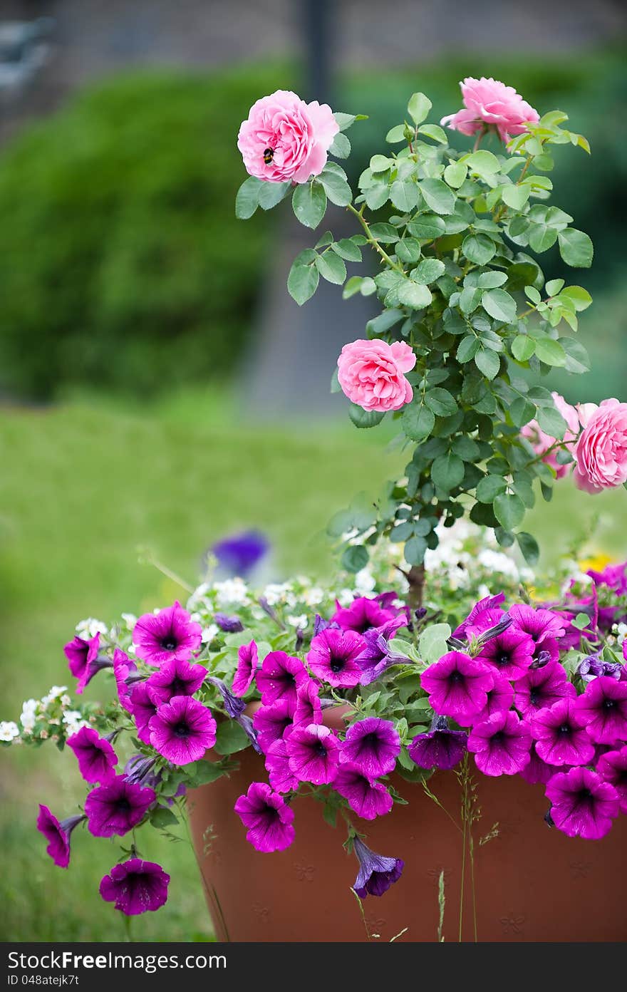 Picture a large pot with a magnificent rose and lush petunias