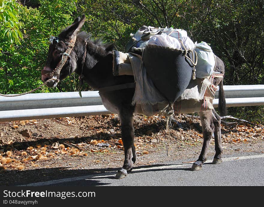 Fully laden donkey on country road, Igualeja, Serrania de Ronda, Malaga Province, Andalusia, Spain, Western Europe.